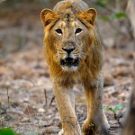 Golden Young Asiatic Male Lion