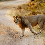 Asiatic Male Lion Crossing Road