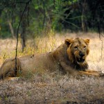 Asiatic Male Lion Frowning