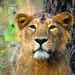 Young Asiatic Lion Portrait
