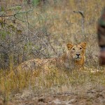 Young Asiatic Lion looking at guard