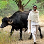 Maldari with cattle inside gir