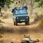 Tourist watching Golden Young Asiatic Male Lion in the middle of the road