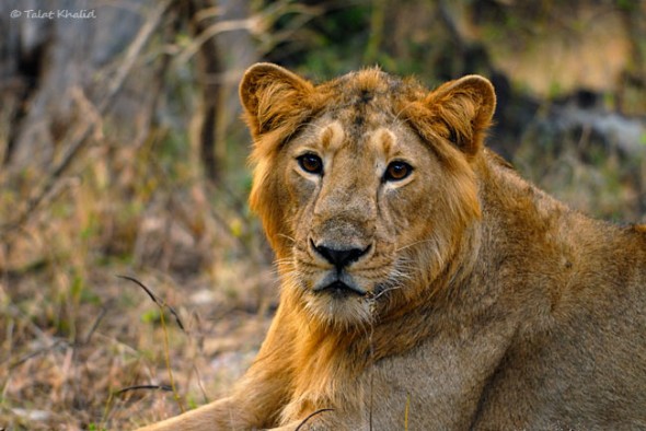 Golden Young Asiatic Male Lion