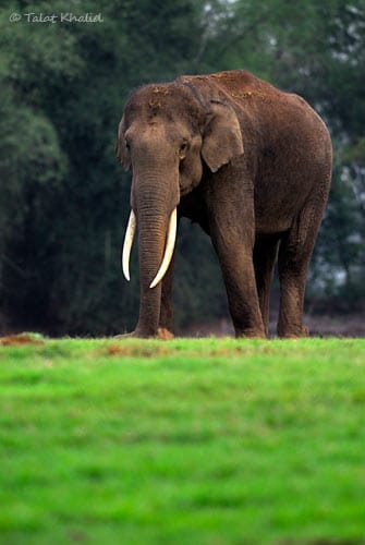 Asian Elephant Male Tusker - Kabini