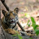 Mirchani Tiger Cub