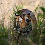 Mirchani Tigress Closeup
